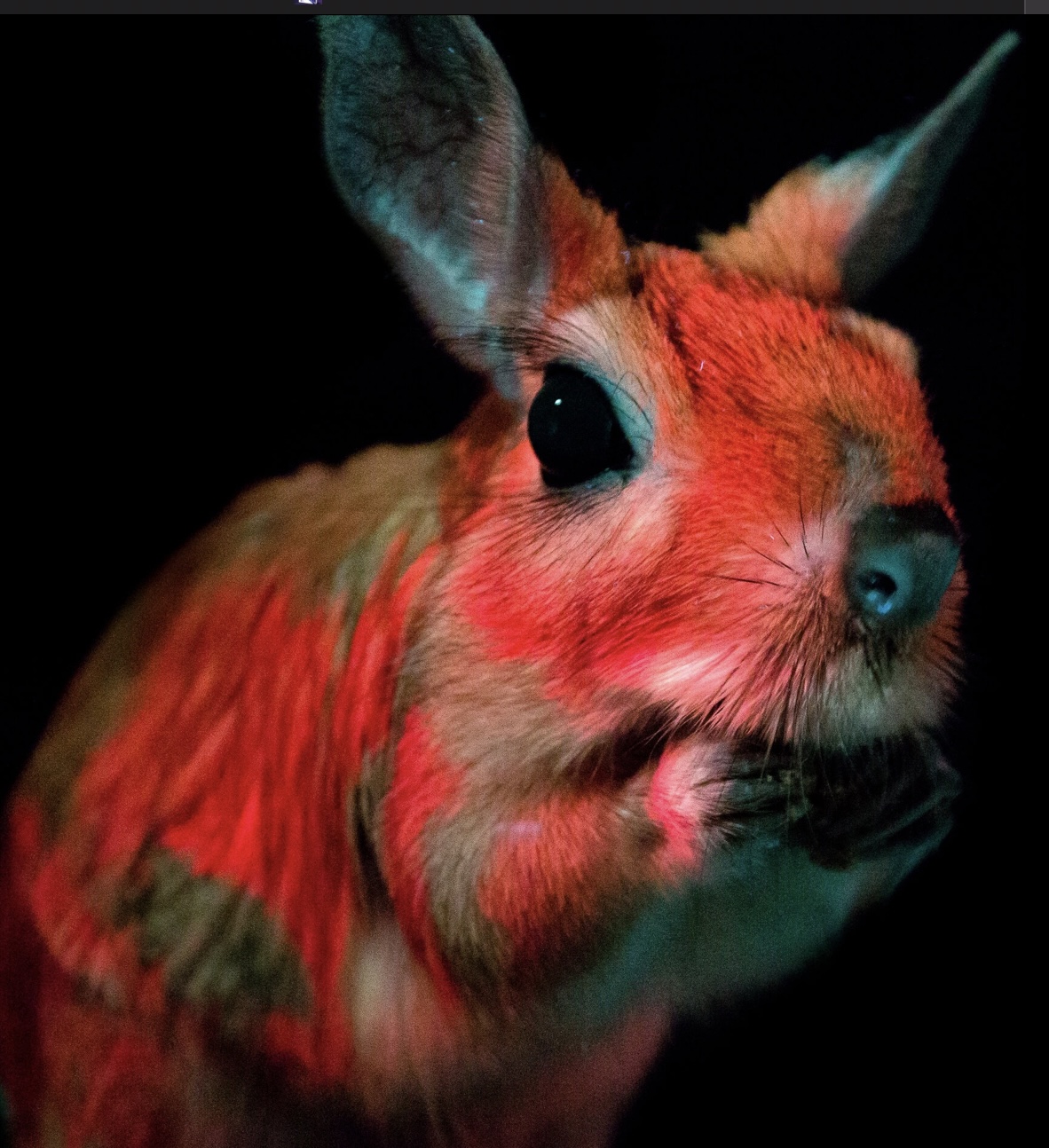 Meet the Newest Member of the Fluorescent Mammal Club